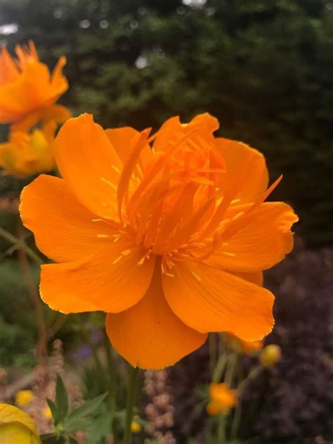 beautiful orange beautiful flowers pretty flowers beautiful roses