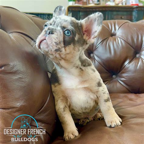 Merle French Bulldog Puppies for sale | Merle Frenchie Breeders