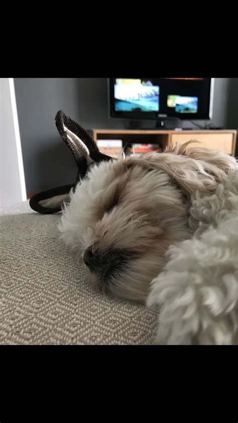 The Bunny That Wants To Fall Asleep 11