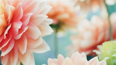 perennial garden easy clear answer