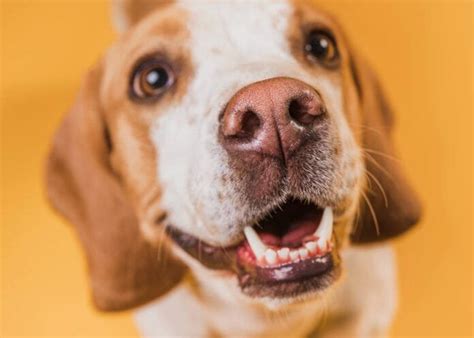 Cachorro Perde Dente De Leite - Cachorro tem dente de leite? - Portal Pet ON