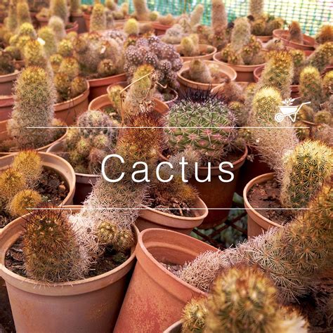 buy cactus plants   india   prices mybageecha