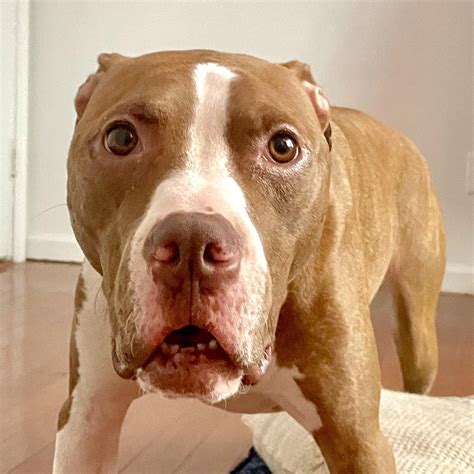 how to fix a broken toenail on a dog