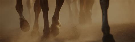 lameness  veterinary services