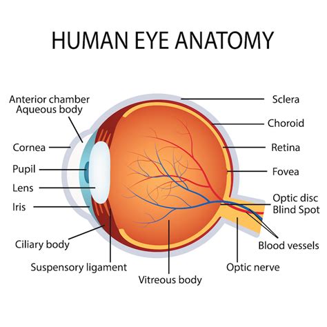 human-eye-anatomy | La Pine Eyecare Clinic