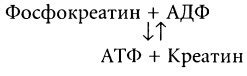 Функции фосфокреатина. Анаэробный механизм получения энергии