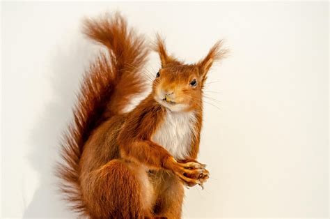 squirrel mammal tail  photo  pixabay