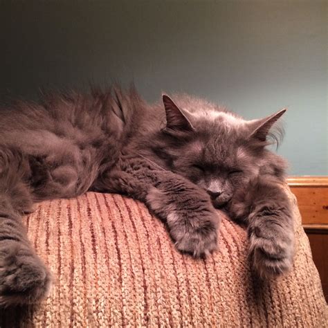 How Long Do Kittens Sleep At 9 Weeks