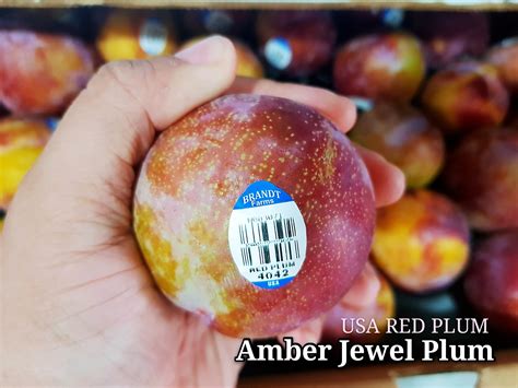 fresh me now - New :USA Red Plum -Amber Jewel Plum SWEET...