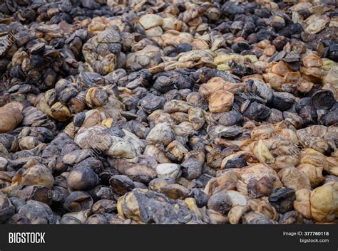 Rubber Processing Image & Photo (Free Trial) | Bigstock