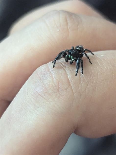 Bold Jumping Spider not growing : r/jumpingspiders