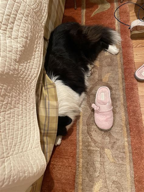 Border collie or borderline ostrich? : r/BorderCollie
