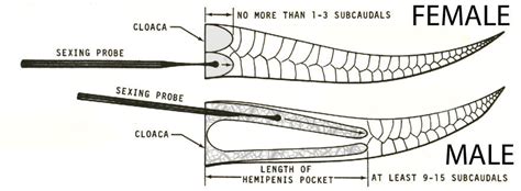 life  short  snakes  long   snakes   penises
