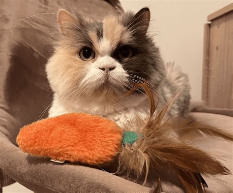 Pawsitive Vibes: The Profound Benefits of Cats for Mental Health - MedEZ®