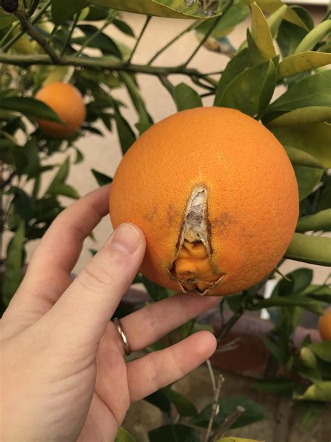 Why do my blood oranges split every year before they are ripe? : r