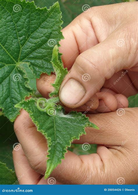 Top removal of cucumber stock photo. Image of gardening - 20054426