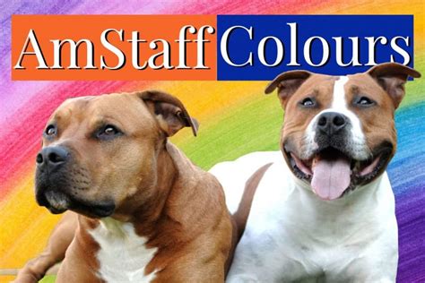 American Staffordshire Terrier Colors [All 18 Amstaff Colors]