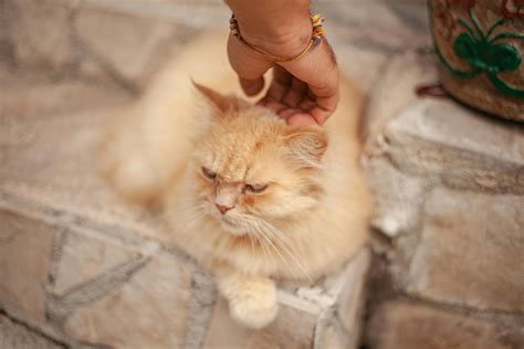 Are Cats Ticklish? - Onedio