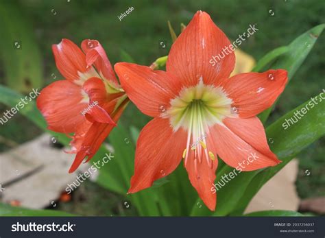 bunga oren images stock  vectors shutterstock