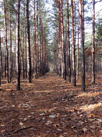 Осінній ліс Безкоштовні зображення, картинки та фото