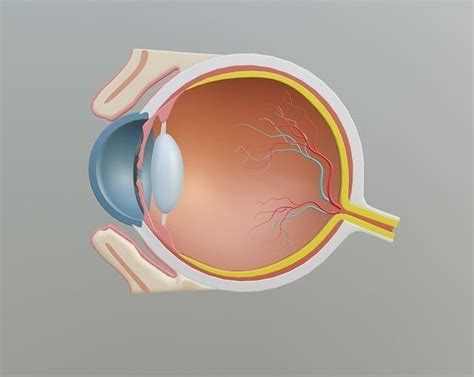 conjunctiva 3D model | CGTrader
