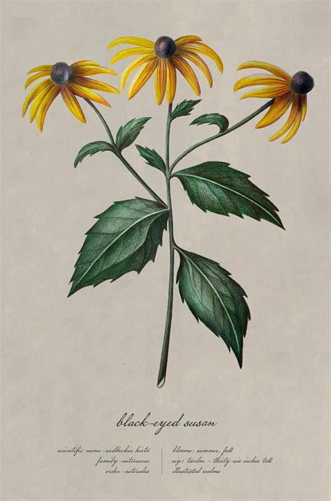 Black Eyed Susan Illustration