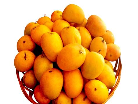 ratnagiri alphonso mango gi tagged hapus farm direct alphonsomangoin