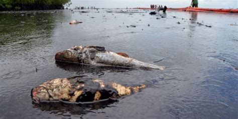 Photos Of Oil Spillage In Niger Delta Communities - Politics - Nigeria