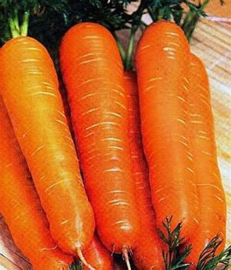 Carrot Seeds losinoostrovskaya 2g Natural Farmer's Dream Морковь ...