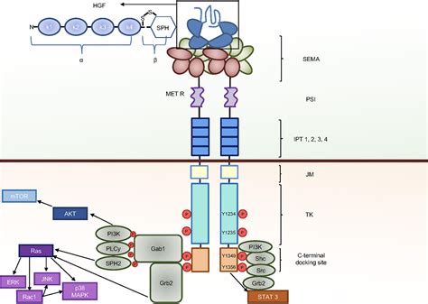Frontiers | HGF and MET: From Brain Development to Neurological Disorders