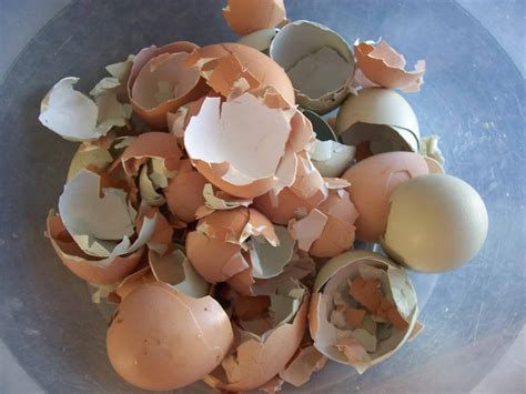 Can A Dog Eat Egg Shells