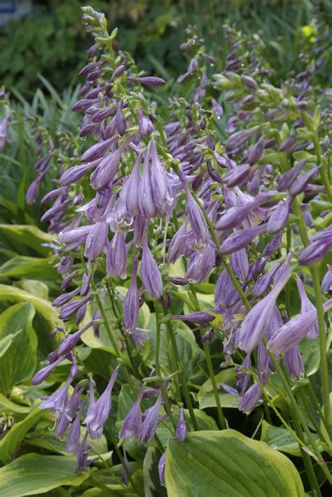Hosta - Perennial Power