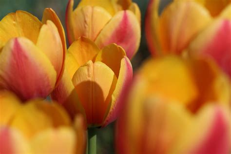 «CUT FLOWERS» HD wallpapers