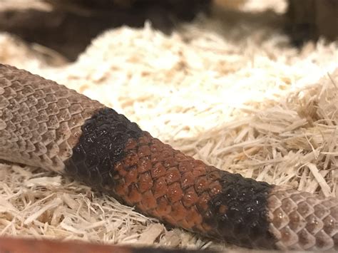 Can anyone help me with identifying these small hard lumps on my grey