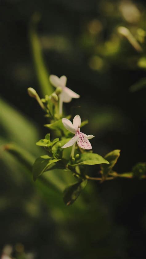 Omegle+Boob+Flash+Video Videos, Download The BEST Free 4k Stock Video