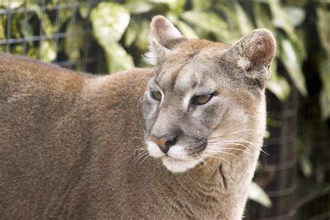 Puma | Puma "Cat Survival Trust" | Rob | Flickr