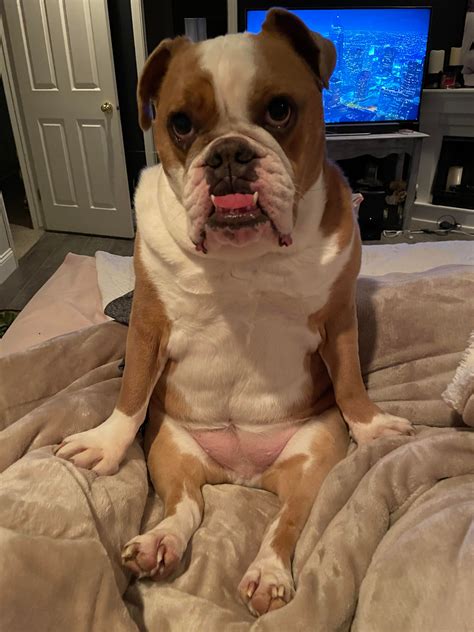 Guess this is gonna be her regular belly scratch begging position now