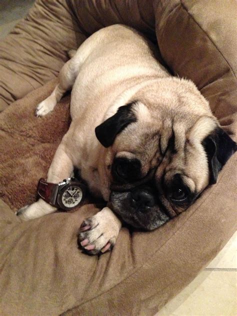 Tell tale signs pooch is frequenting social media : r/audemarspiguet