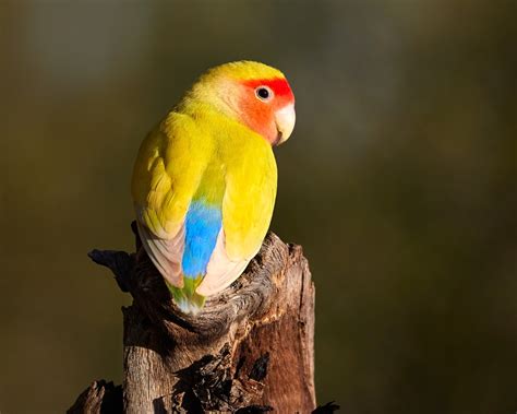 avian affection images arizona