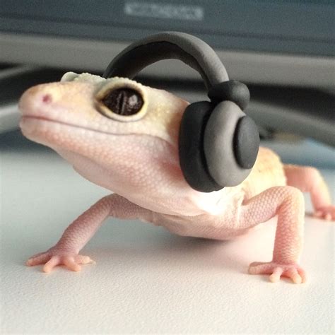 pinterest cute gecko cute lizard leopard gecko