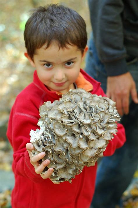 Harvesting Hen-Of-The-Woods Mushroom | The Garden of Eating