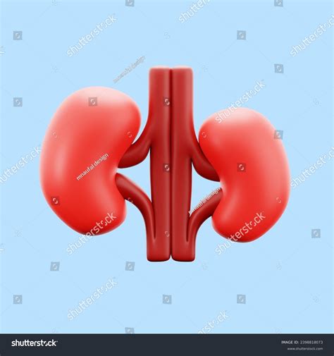 Kidney Human Body Organ Anatomy Medical Stock Illustration 2398818073