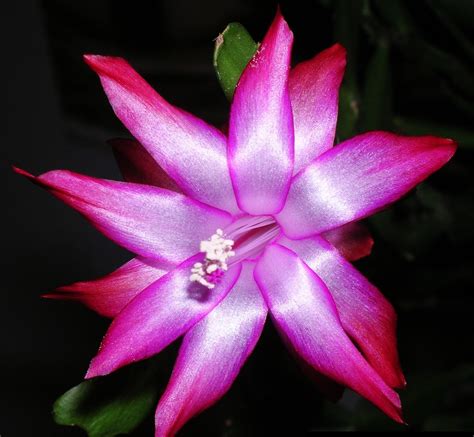Photo Cactus de Noël