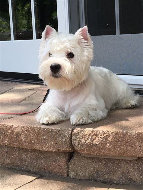 Are Westies Healthy Dogs at Jonathan Bushey blog