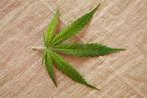 大麻高清图片-大麻叶子绿色的树叶大麻自然的大麻-大麻叶子绿色的树叶大麻自然的大麻图片免费下载-5102281683-千图网Pro
