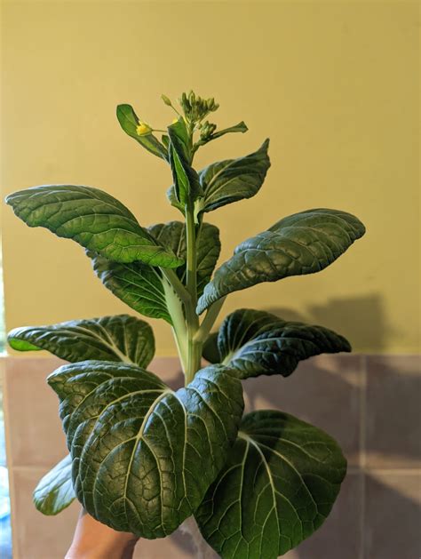 First attempt growing Pak Choi, but it is starting to bolt. How have I