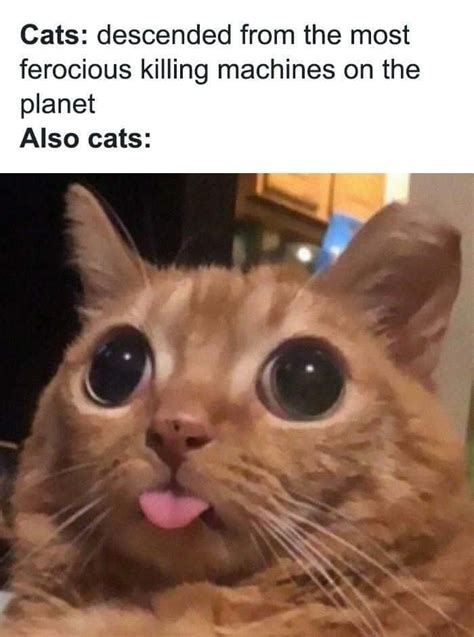 [100+] Funny Memes Picture | Wallpapers.com