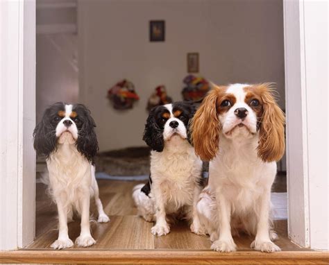 how do you rabbit vomiting cheap 6