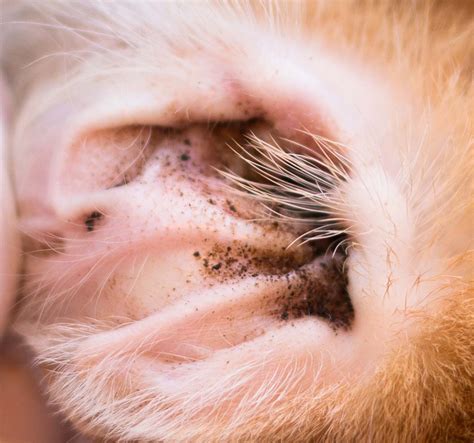 how to treat ear mites in dogs ears