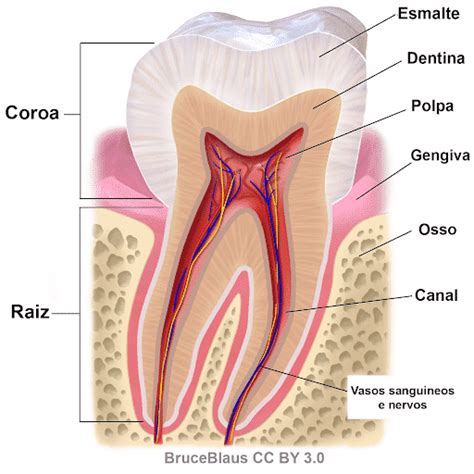 Estrutura dos dentes - Tipos, anatomia e principais caraterísticas